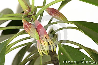 Bruguira gymnorrhiza,flowers on tree and on a white background. Stock Photo